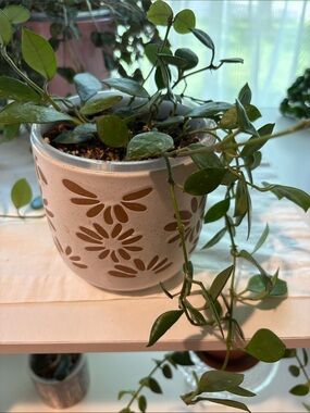 Hoya Fraser Hills